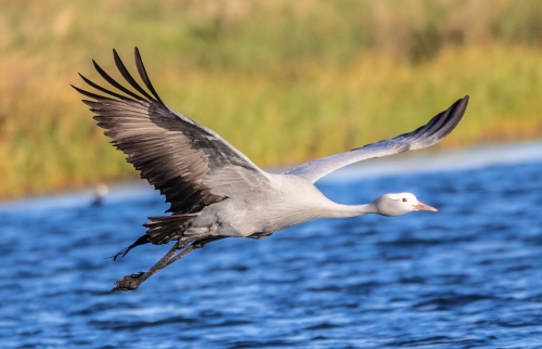 Blue Crane—South Africa’s national bird—standing gracefully in tall grass at Blue Crane Farm in Dullstroom
