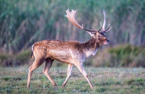 A majestic fallow deer with spotted coat and large antlers walks through grassy terrain at Blue Crane Farm in Dullstroom